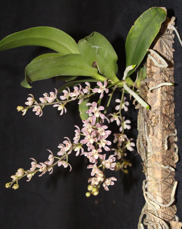 Peristerchilus Olive Grace - photo 2