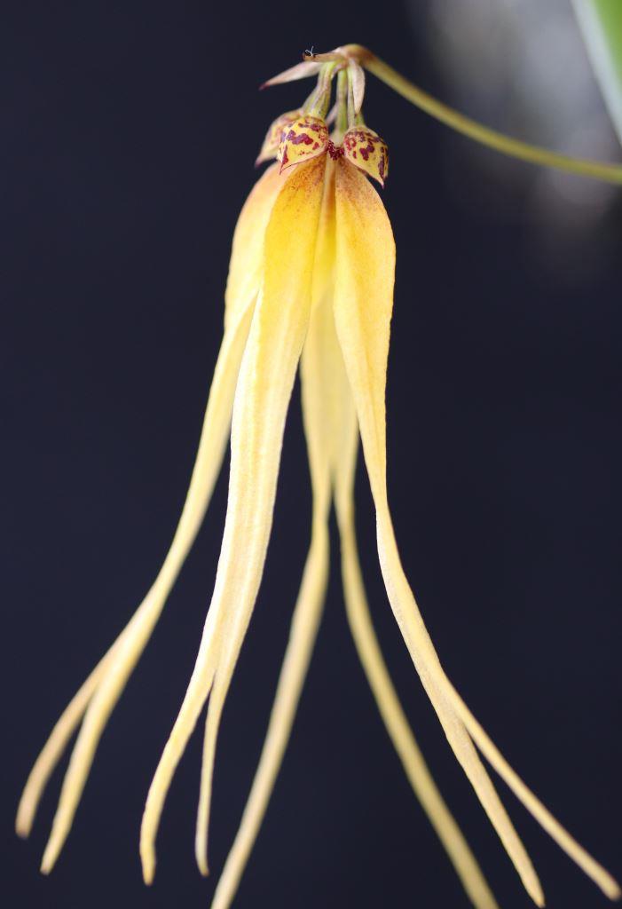Bulbophyllum thiurum