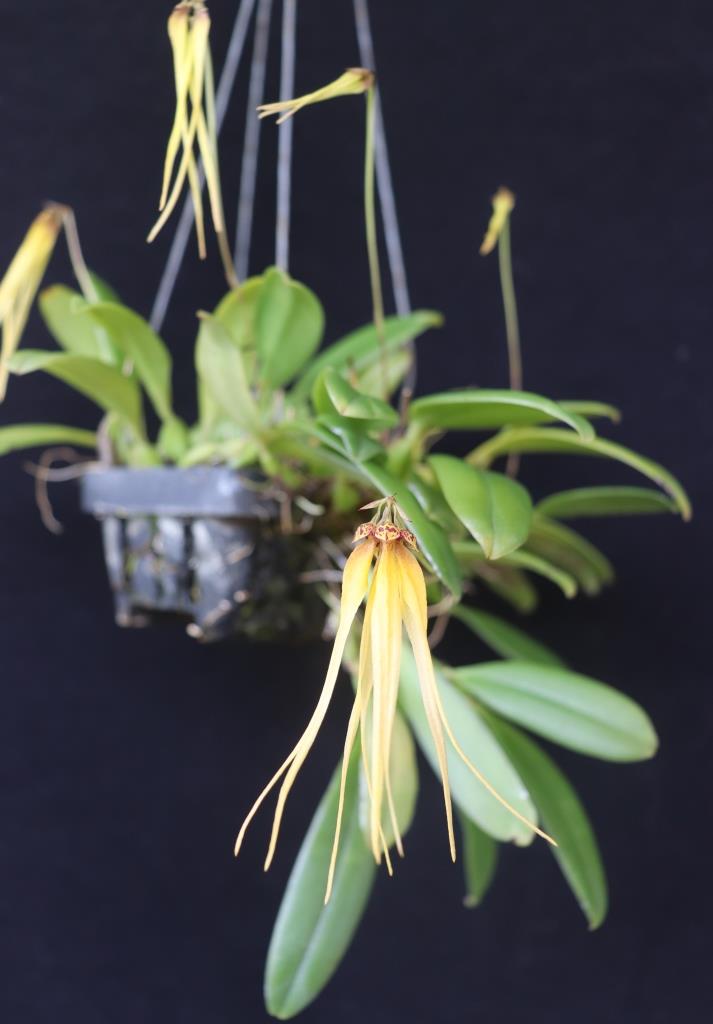 Bulbophyllum thiurum - photo 2