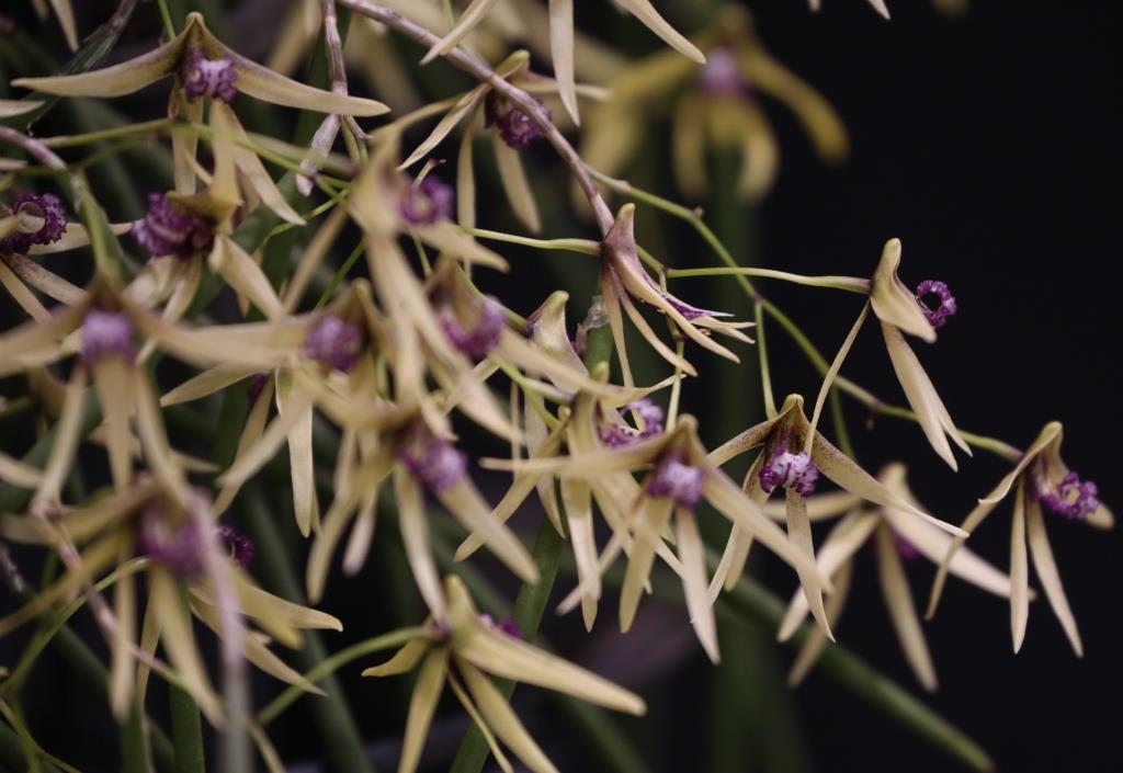 Dendrobium Amphion Veil - photo 2
