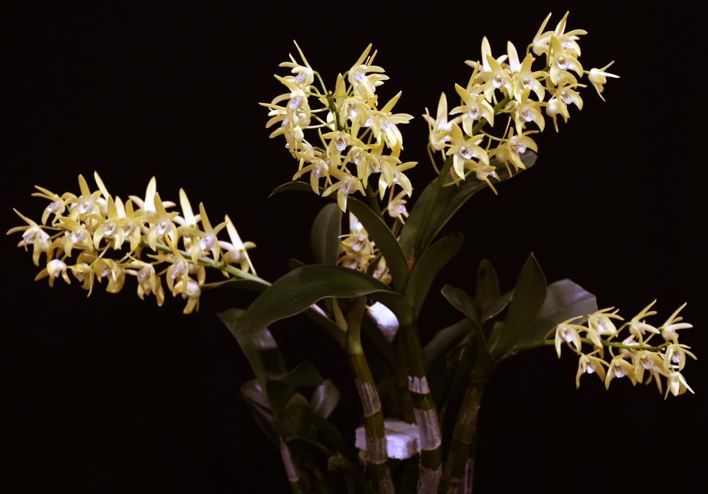 Dendrobium Brimbank Gold - photo 2