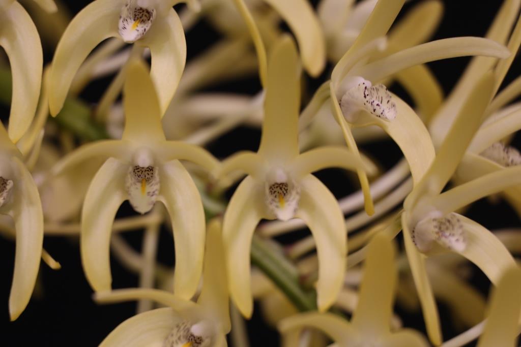 Dendrobium speciosum
