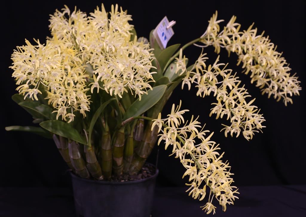 Dendrobium speciosum var. boreale - photo 2