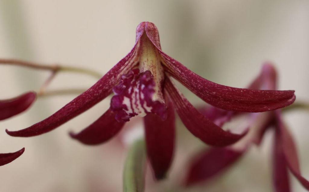 Den Belmont Black Beauty