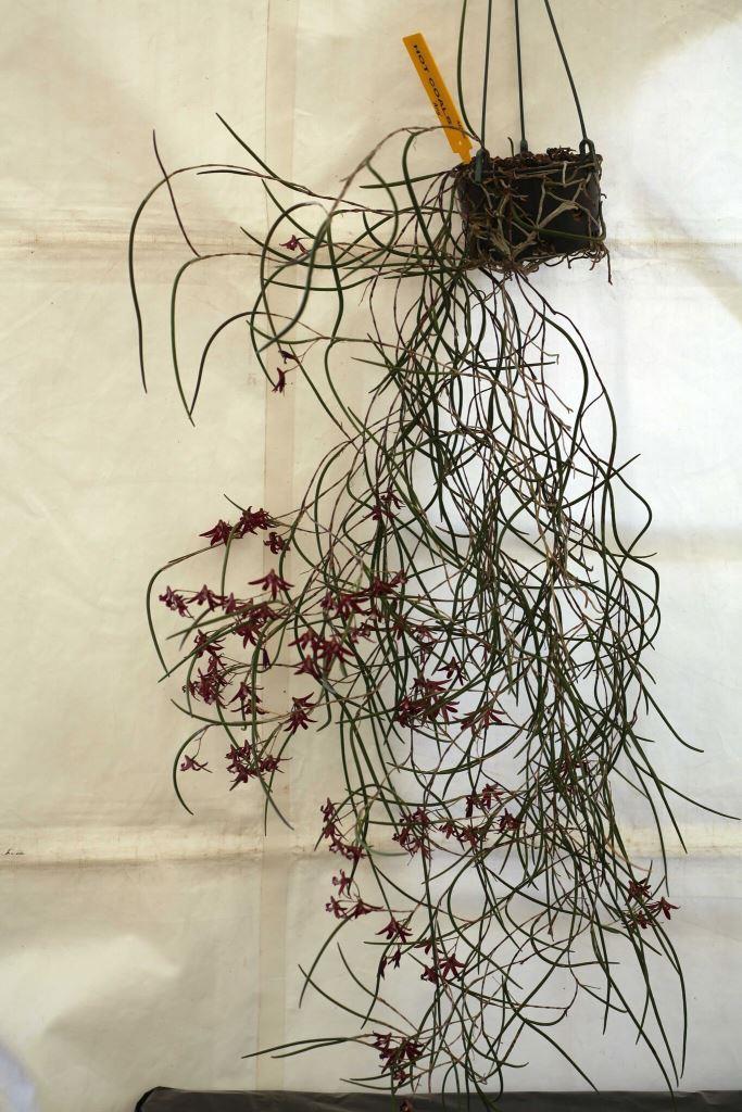 Dendrobium Belmont Black Beauty - photo 2