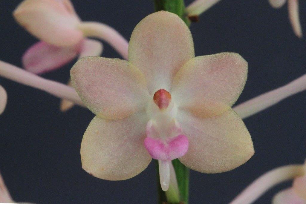 Seidenanda Summer Love