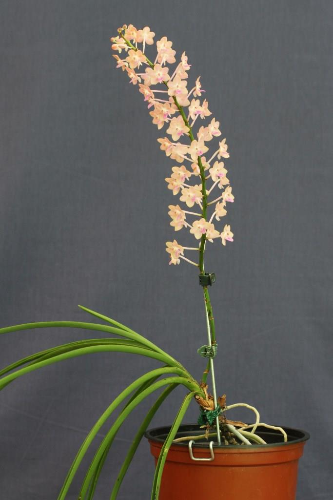 Seidenanda Summer Love - photo 2