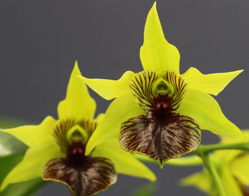 Den Little Green Apples