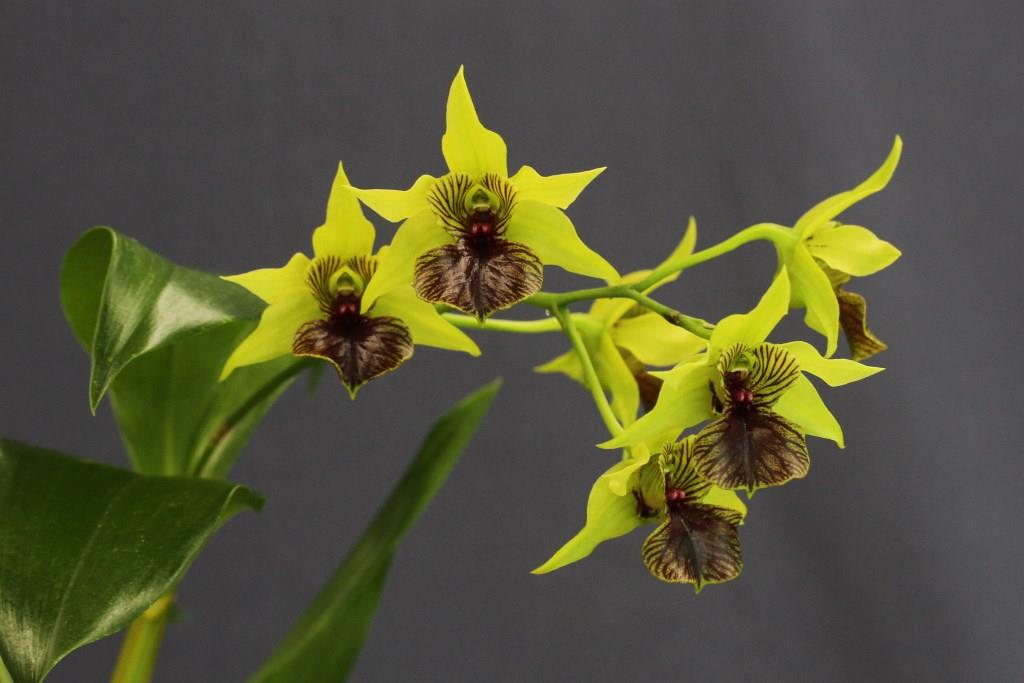 Dendrobium Little Green Apples - photo 2
