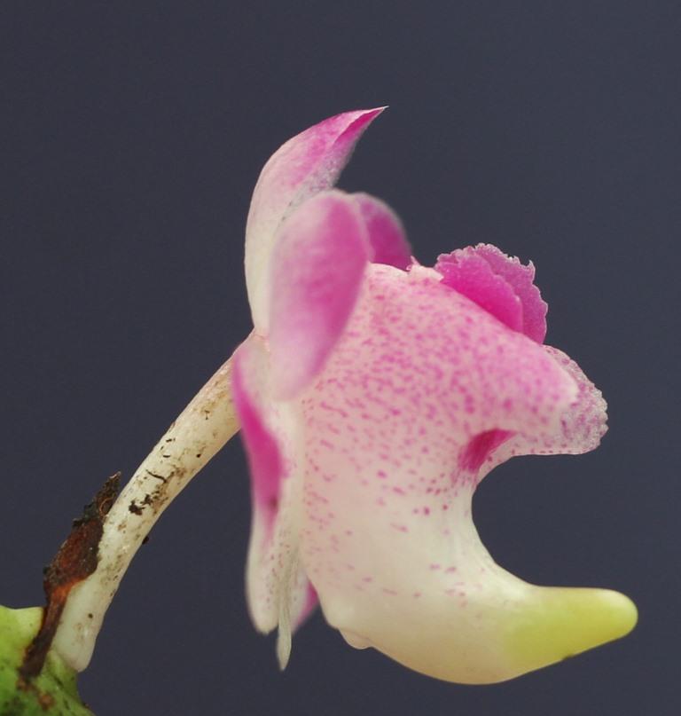 Aerides Robsan's Gem - photo 2