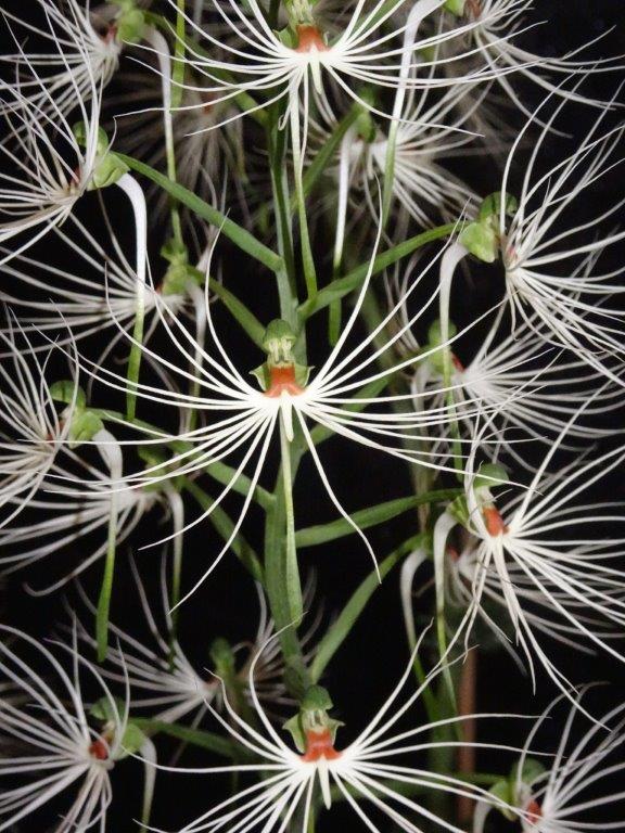 Habenaria myriotricha