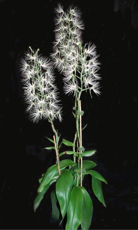 Habenaria myriotricha - photo 2
