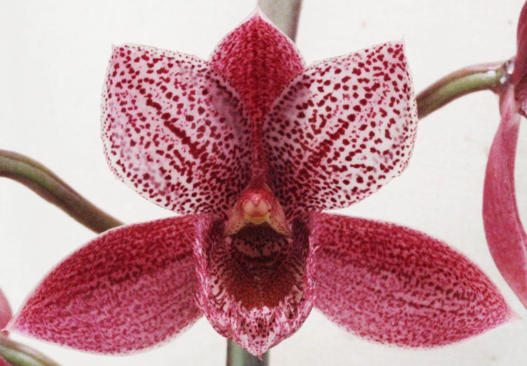 Clowesetum Alexandra Savva