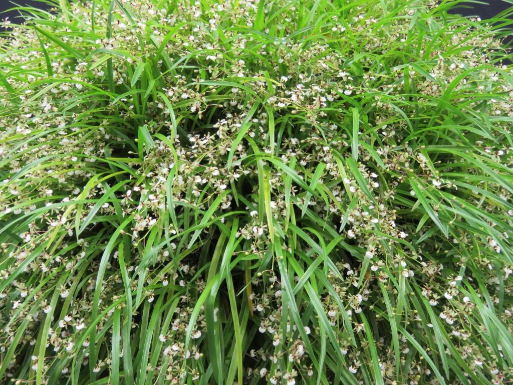 Gomesa radicans - photo 2