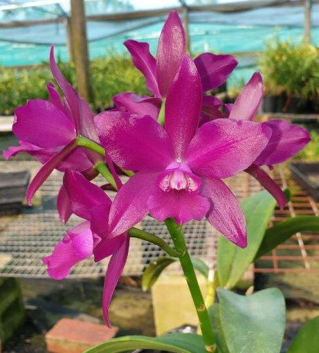 Ctt Burgundy Delight 'Rob's Pride'