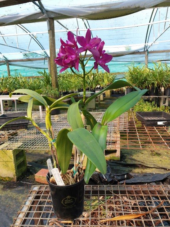 Cattlianthe Burgundy Delight 'Rob's Pride' - photo 2