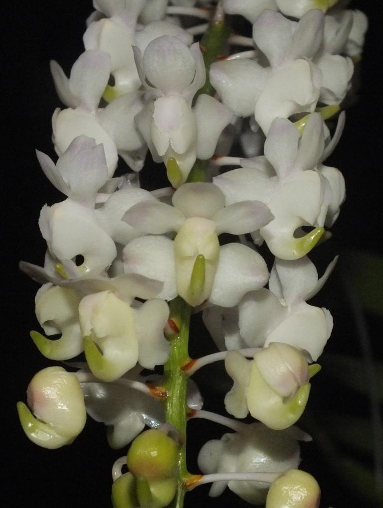 Aerides odorata