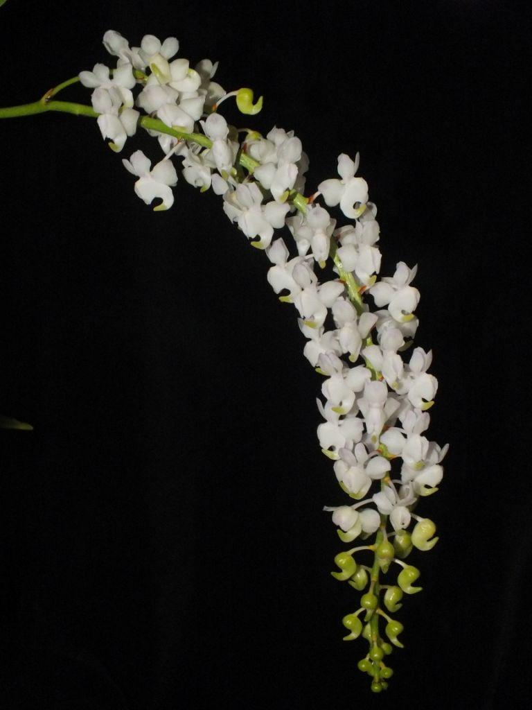 Aerides odorata - photo 2