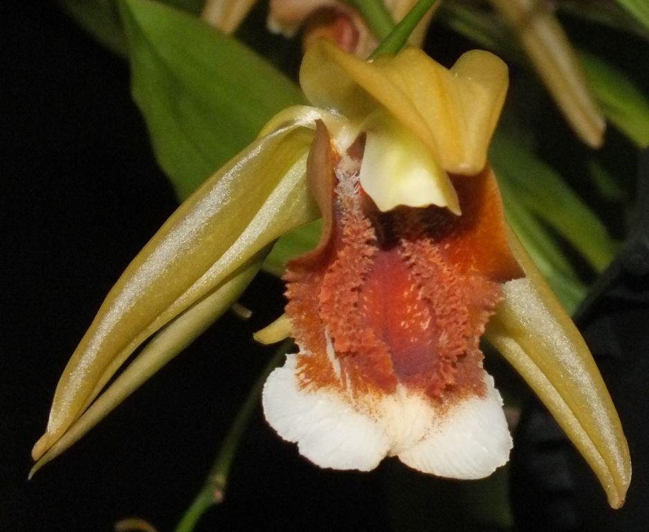Coelogyne speciosa