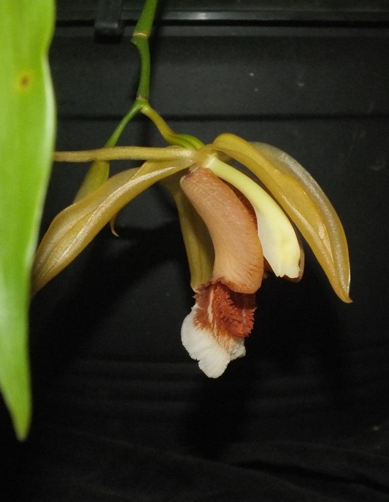 Coelogyne speciosa - photo 2