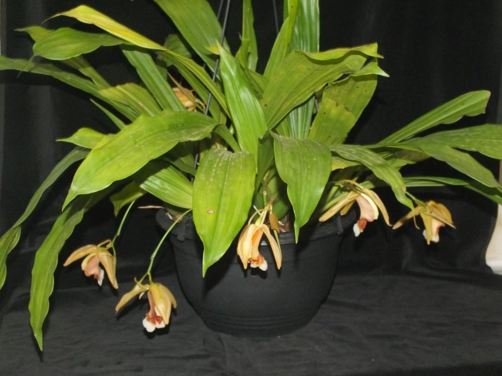 Coelogyne speciosa