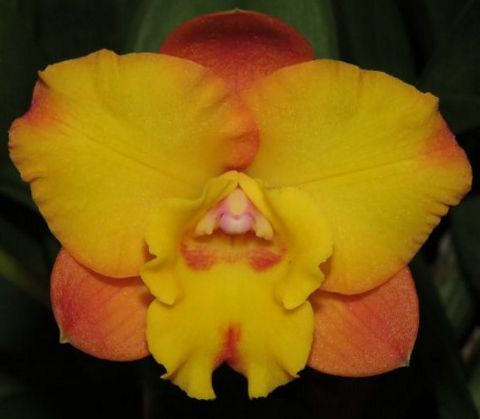 Rth Rosella's Free Angel