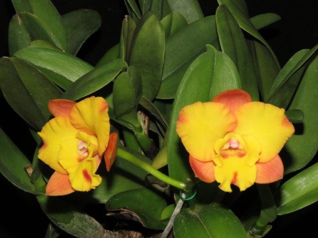 Rhyncattleanthe Rosella's Free Angel - photo 2