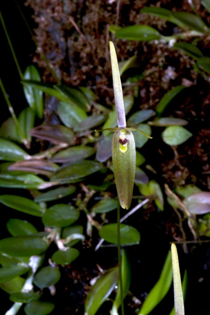 Barbosella cogniauxiana