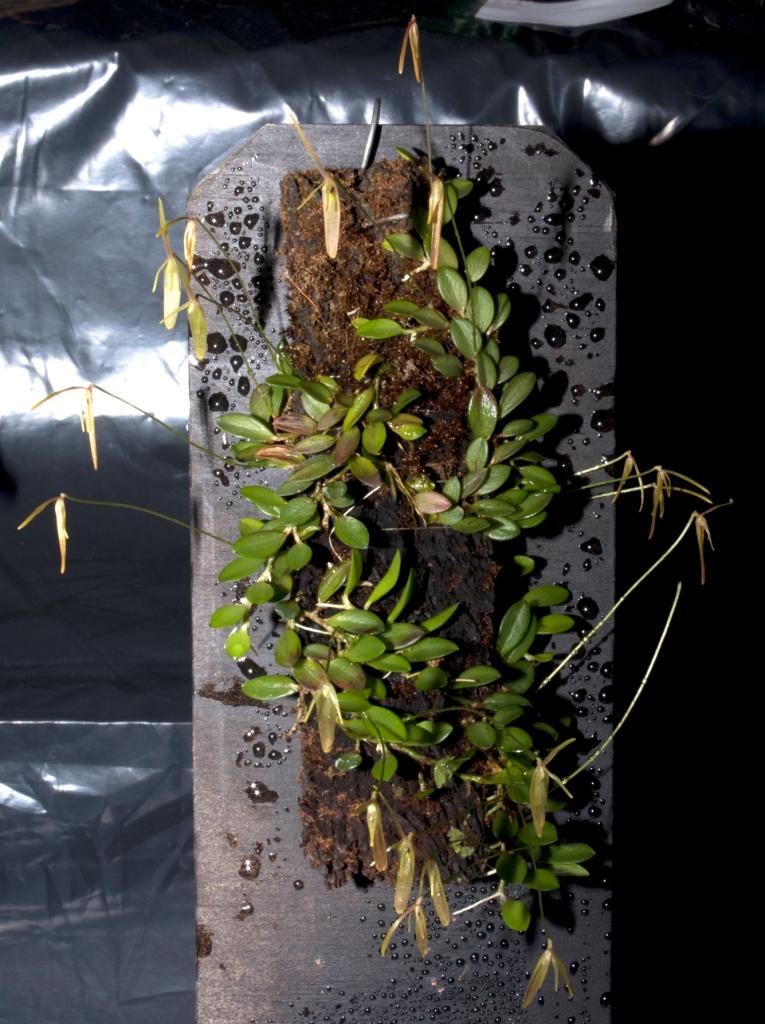 Barbosella cogniauxiana - photo 2