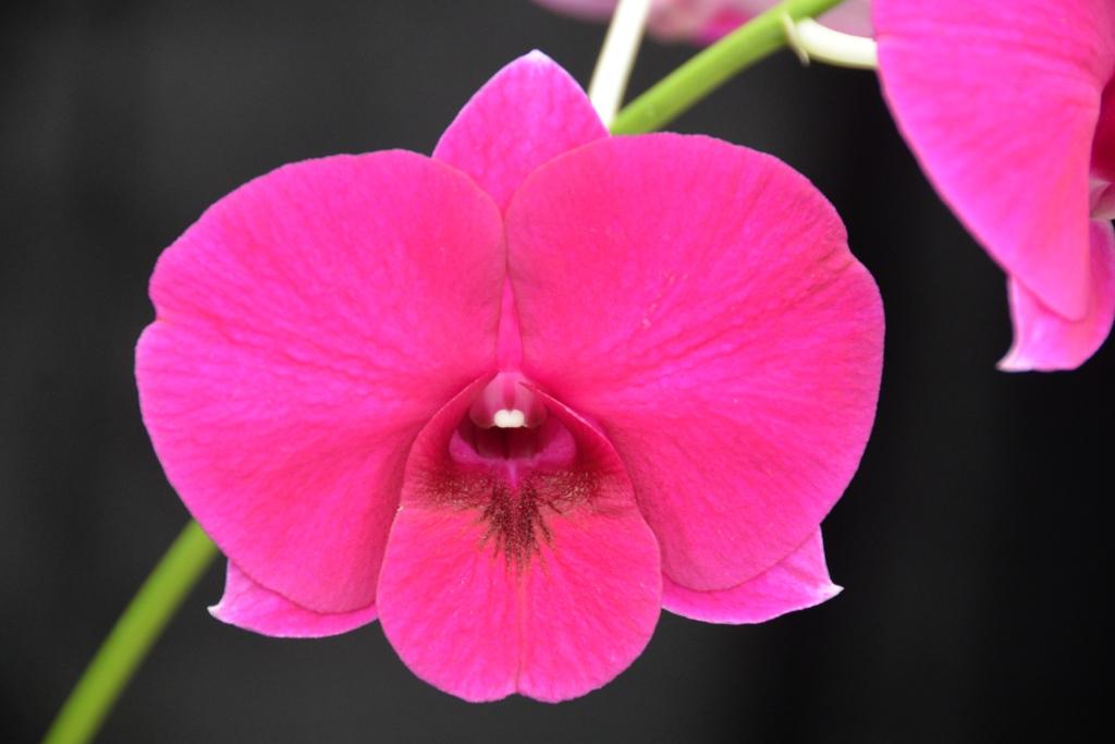 Den Alstonville Jewel