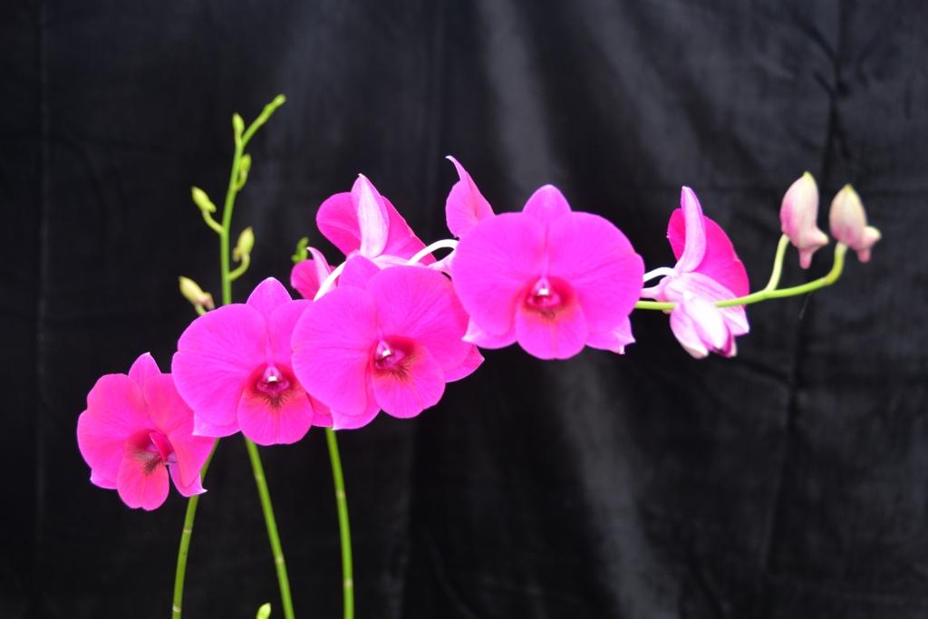Dendrobium Alstonville Jewel - photo 2