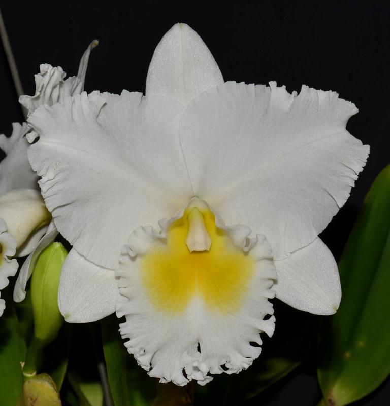 Rlc Paradise Sea Foam