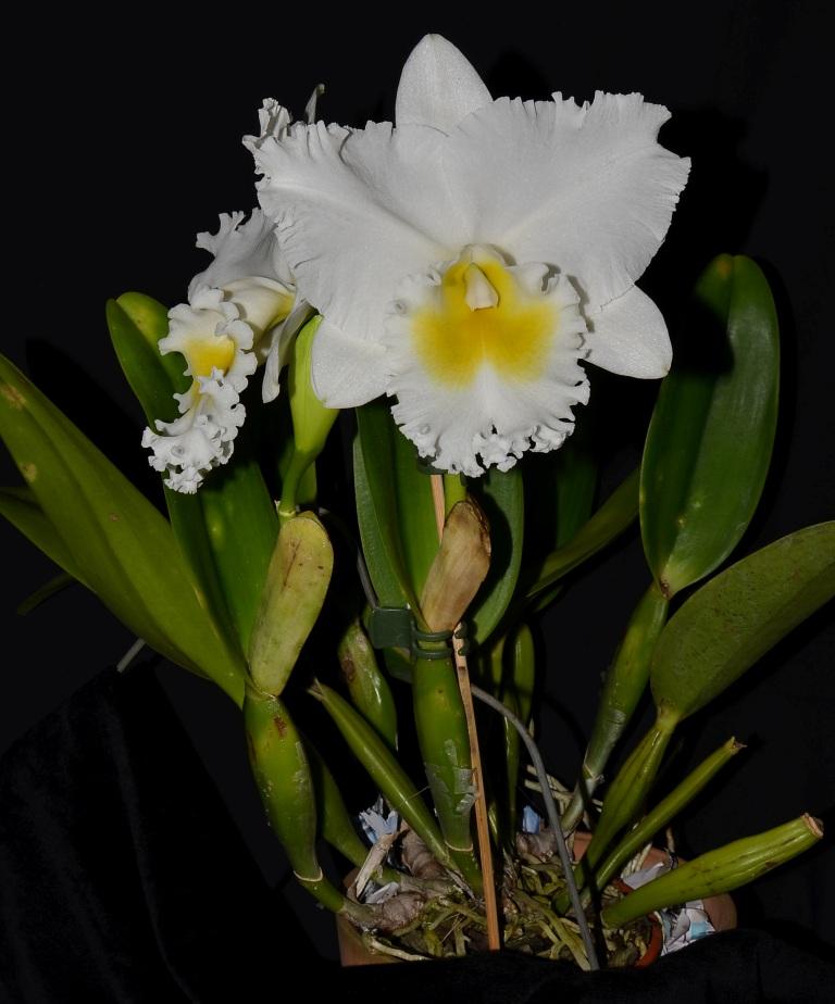 Rhyncholaeliocattleya Paradise Sea Foam - photo 2