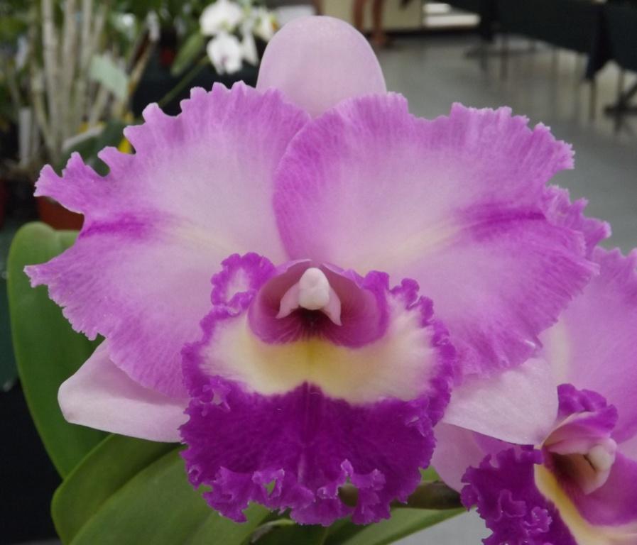 Rlc Memoria Jessica Kaye Lance