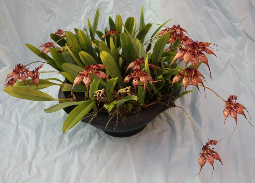 Bulbophyllum rothschildianum