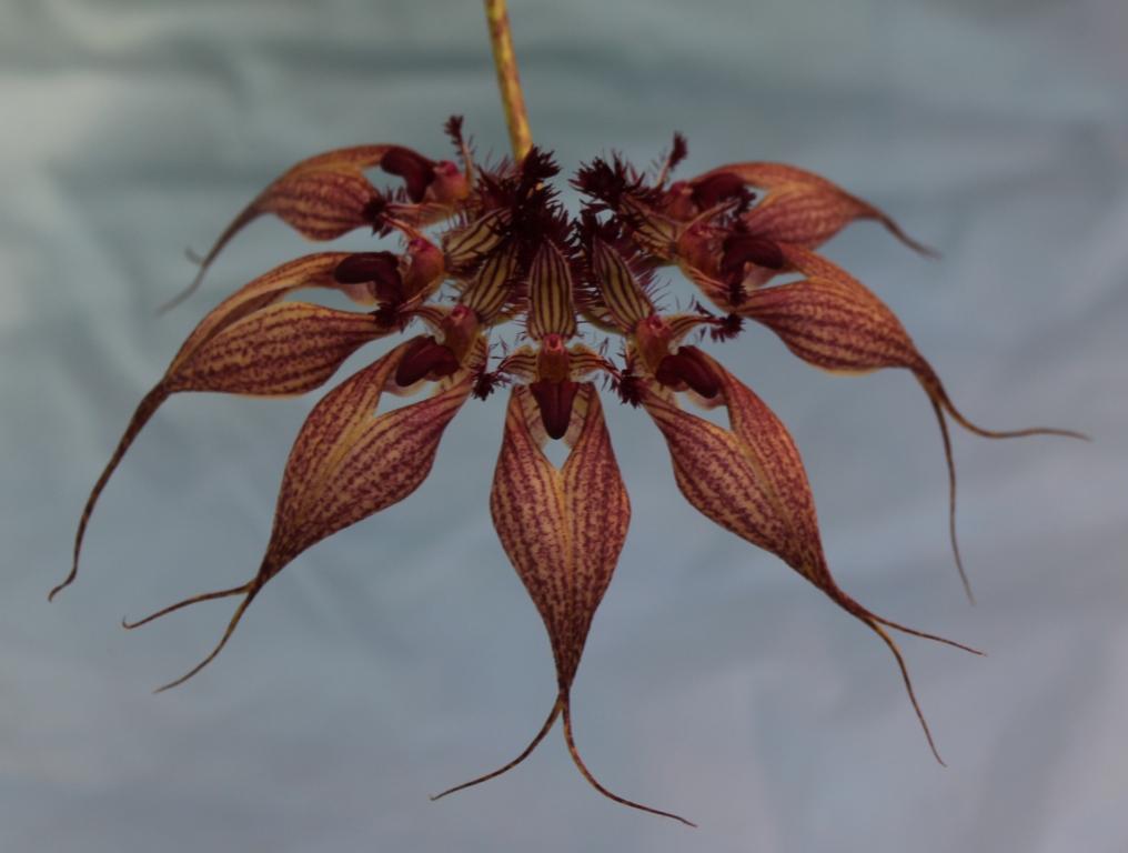 Bulbophyllum rothschildianum - photo 2