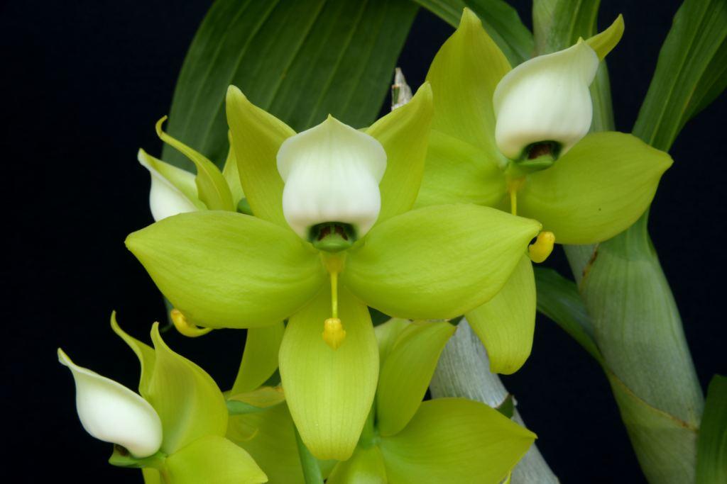 Cycnoches warscewiczii