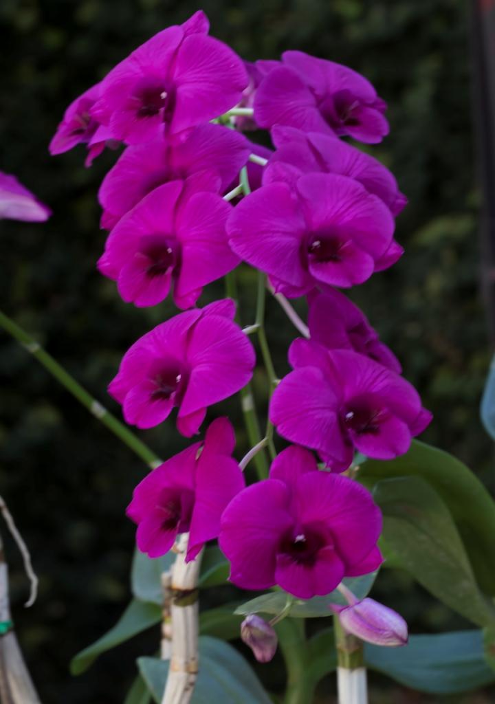 Dendrobium Dal's Dazzler - photo 2