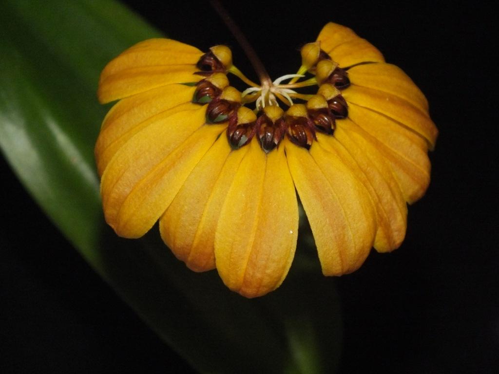 Bulbophyllum mastersianum