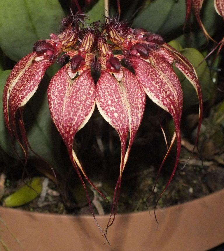 Bulbophyllum rothschildianum