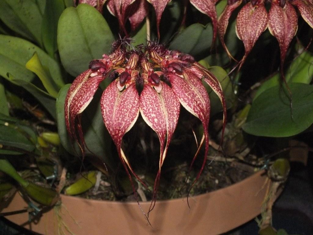 Bulbophyllum rothschildianum - photo 2