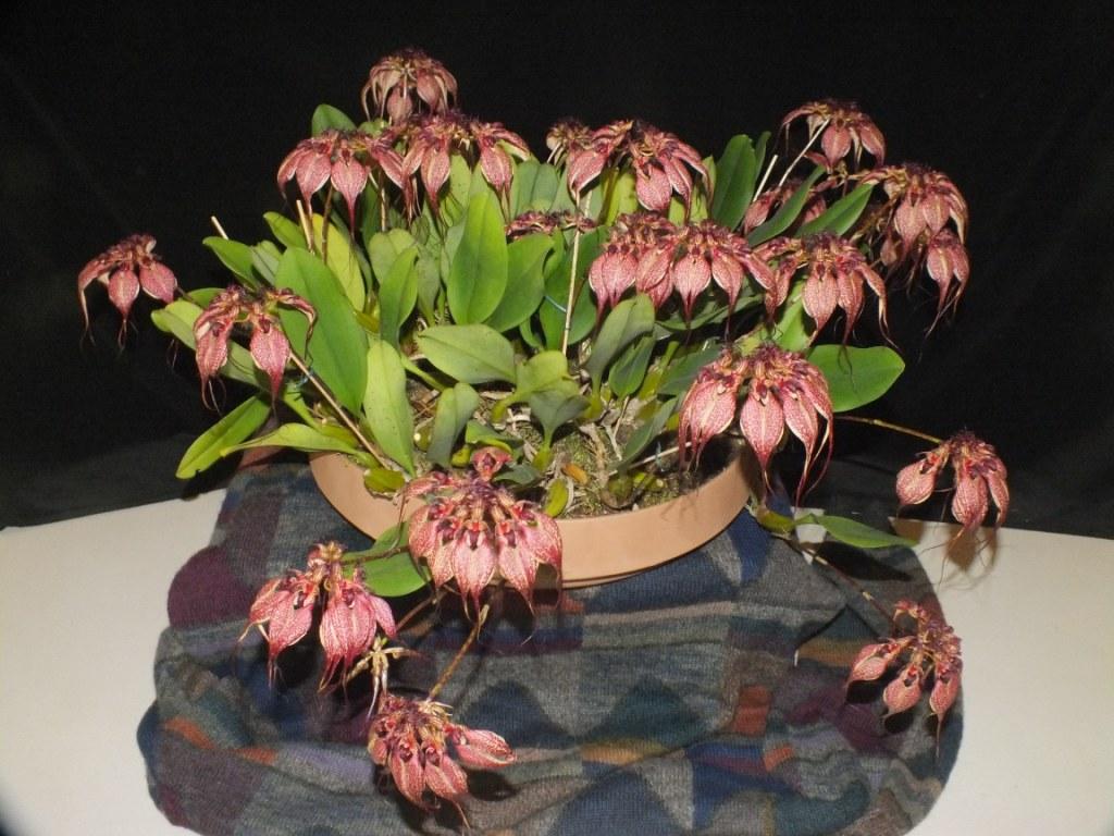 Bulbophyllum rothschildianum