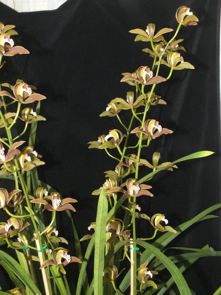 Cymbidium Toni Benton - photo 2