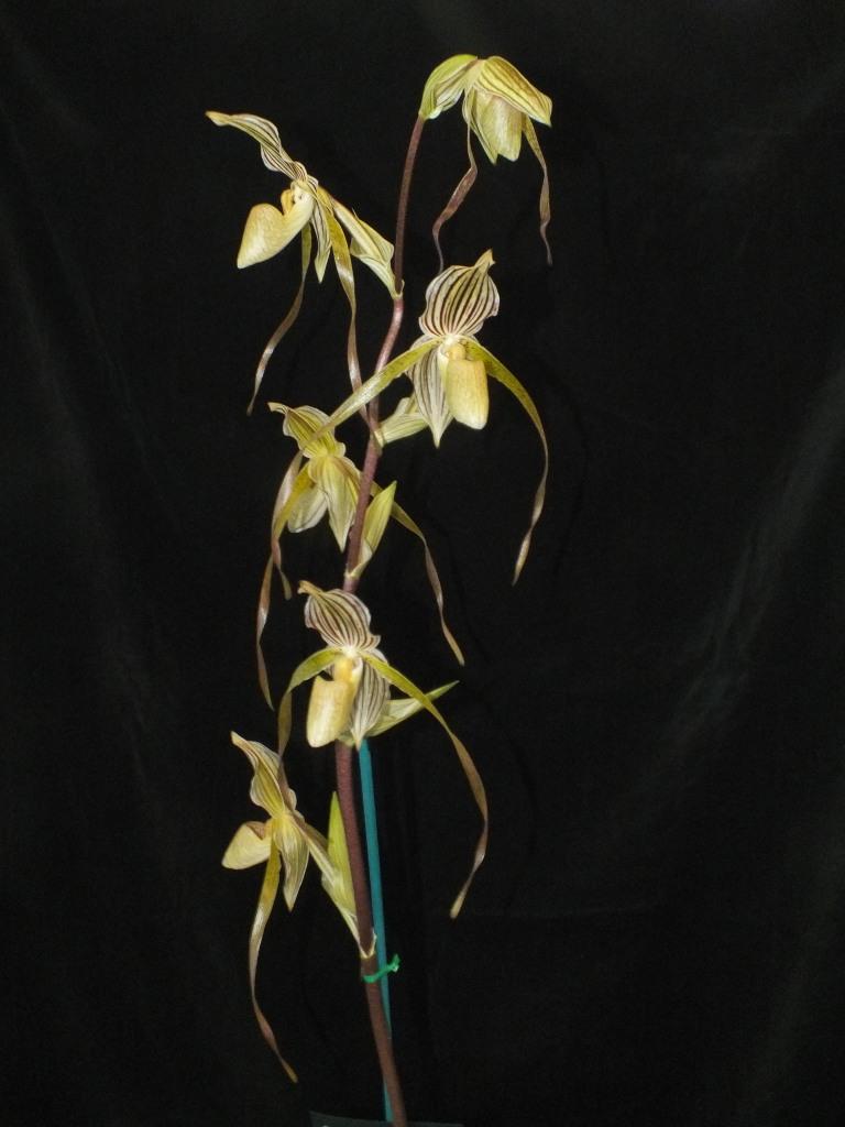Paph Saint Maximillian