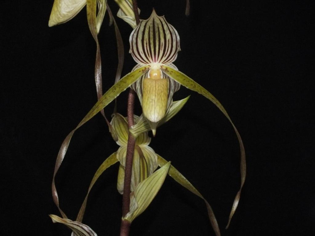 Paphiopedilum Saint Maximillian - photo 2