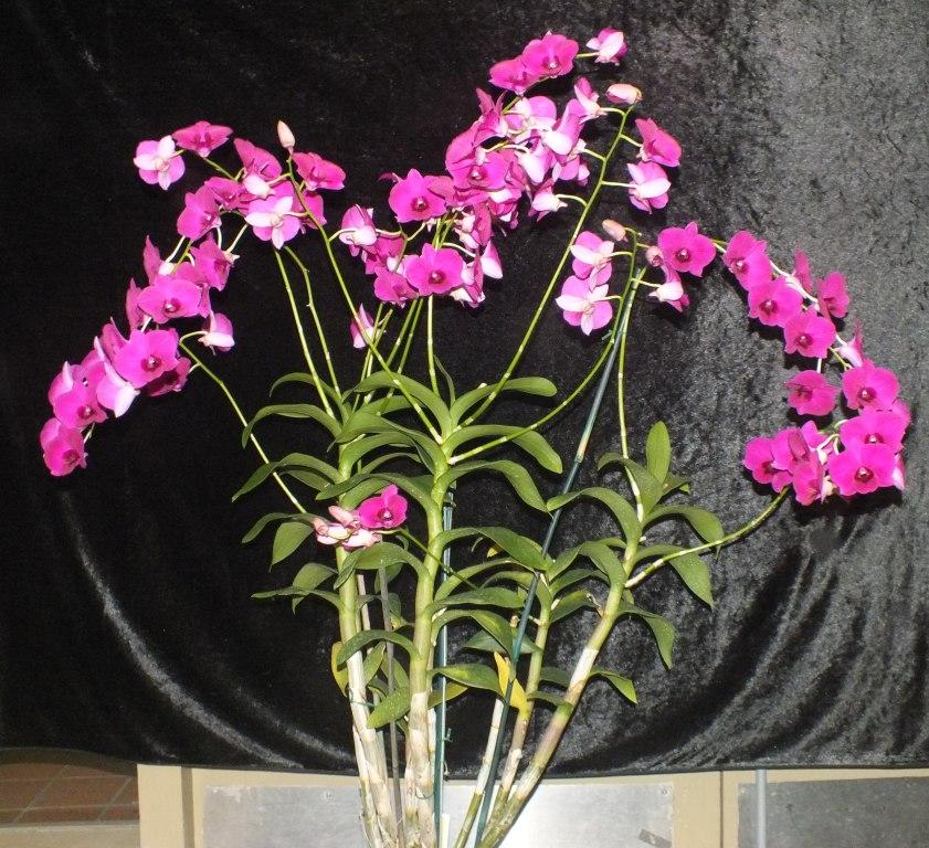 Dendrobium Dal's Natasha - photo 2