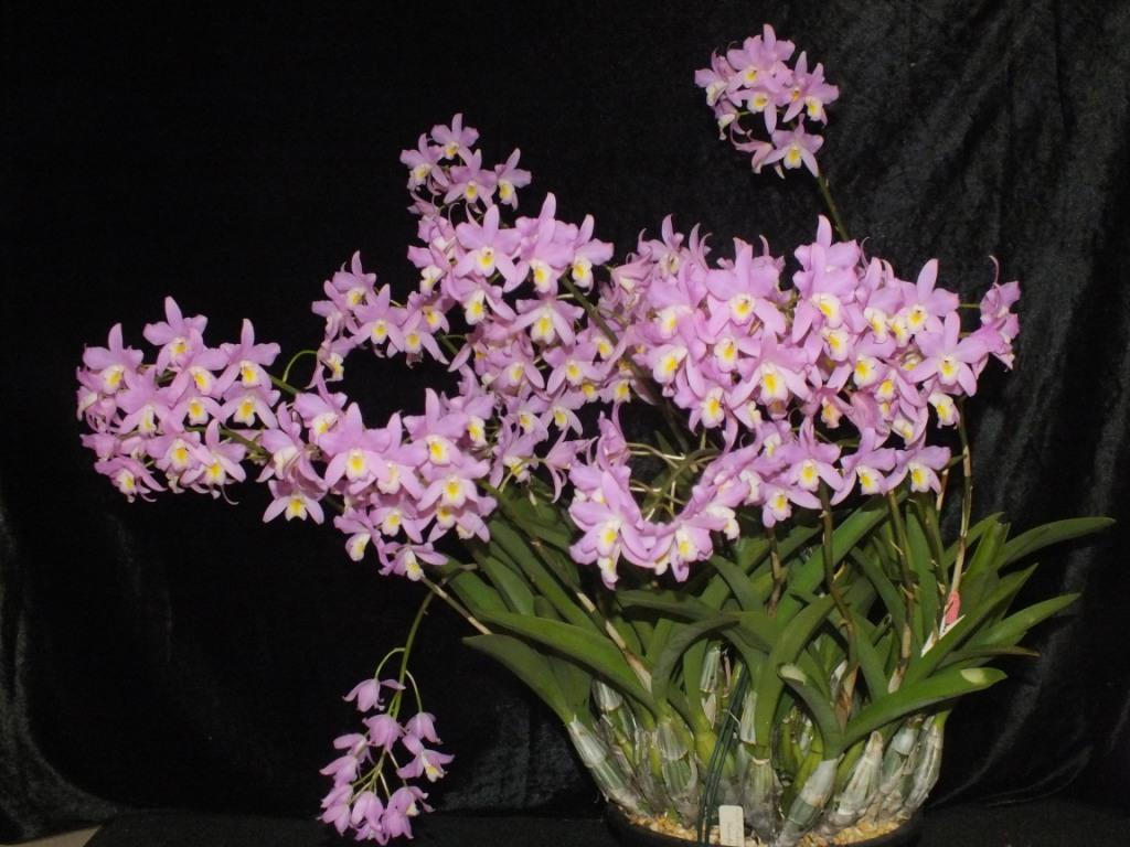 Laelianthe Bowrialbida