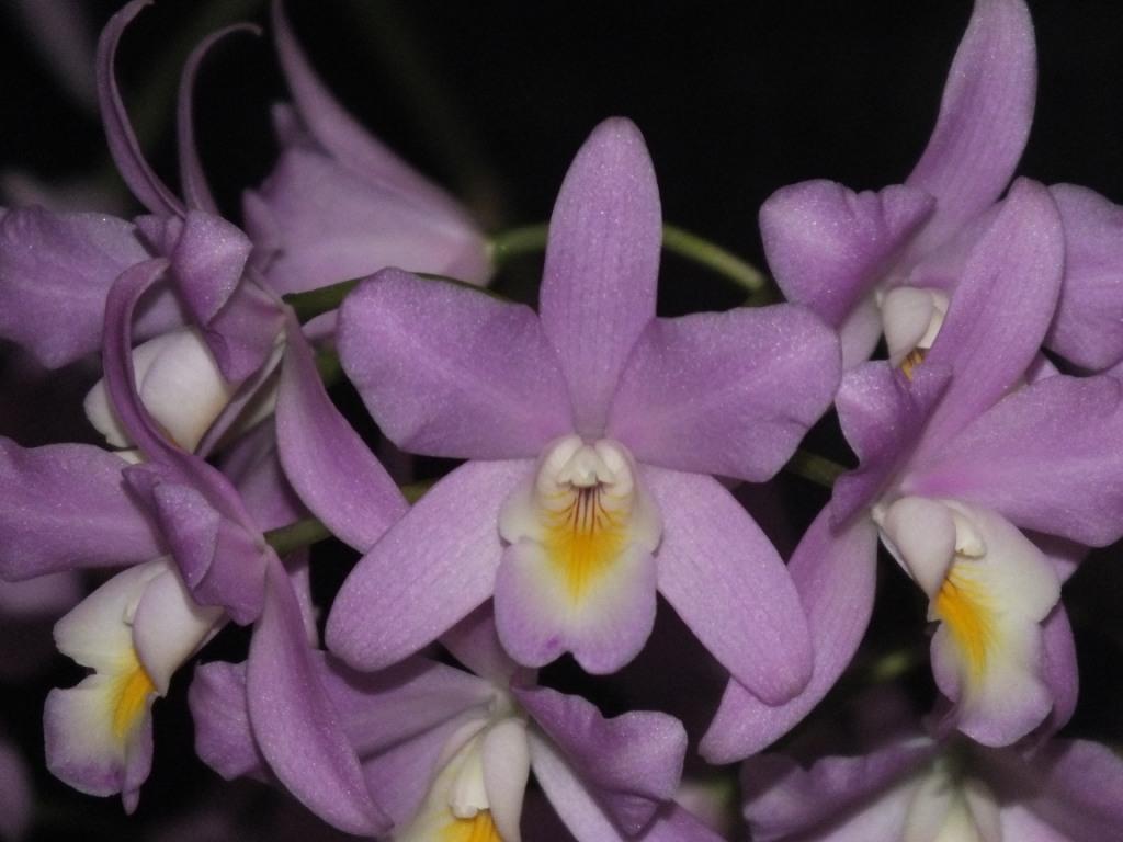 Laelianthe Bowrialbida - photo 2