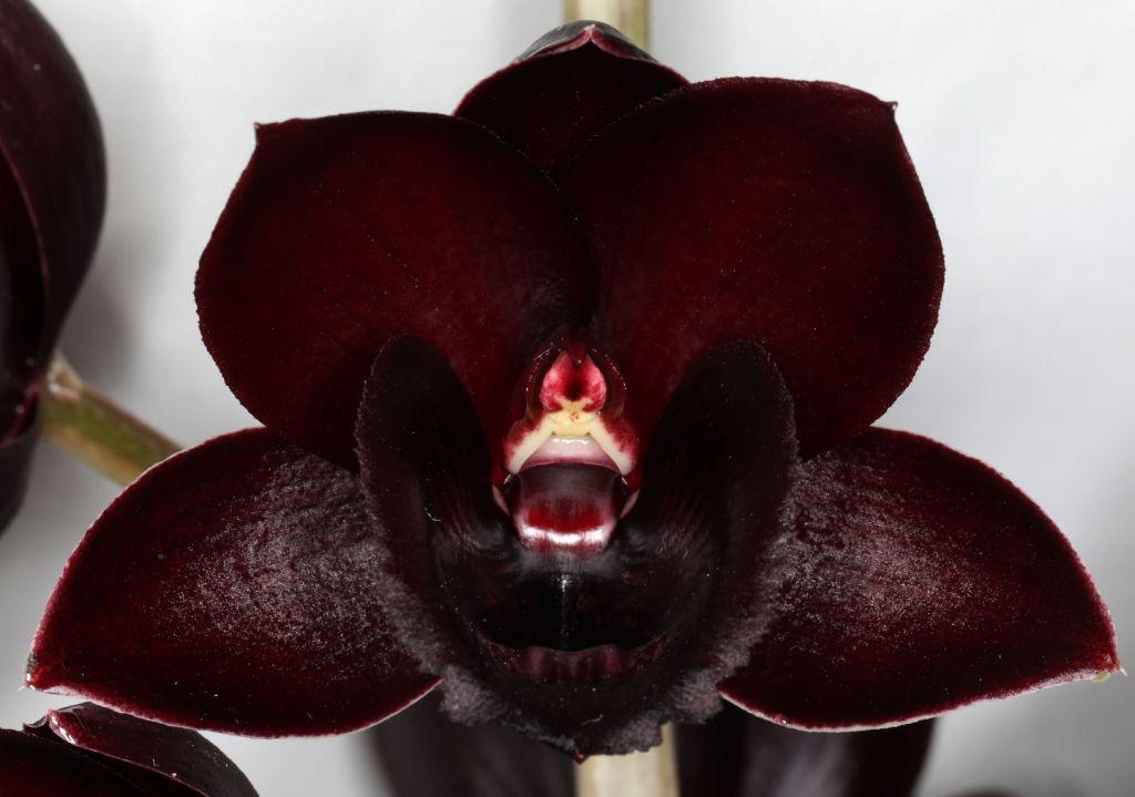 Fdk Alexa's Raspberries