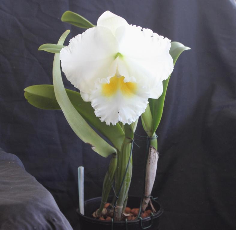 Rhyncholaeliocattleya Burdekin Dream - photo 2
